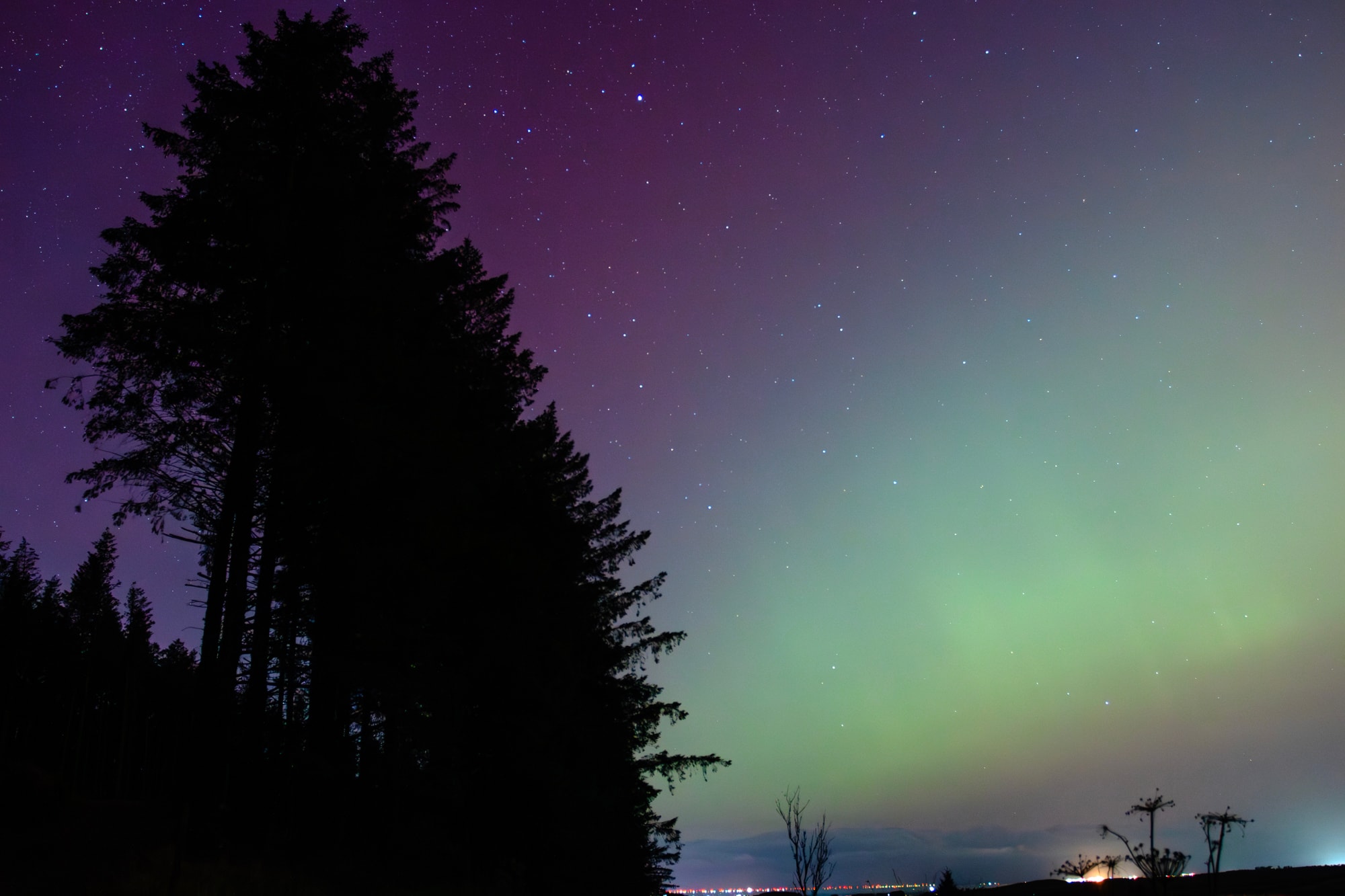 Aurora glowing behind silhouetted conifers